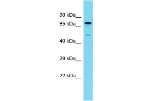 Host: Rabbit Target Name: BPIFB3 Sample Type: Fetal Liver lysates Antibody Dilution: 1. (BPIFB3 antibody  (N-Term))