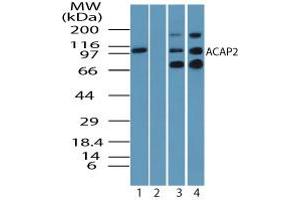 Image no. 2 for anti-ArfGAP with Coiled-Coil, Ankyrin Repeat and PH Domains 2 (ACAP2) (AA 350-400) antibody (ABIN960069) (Centaurin beta 2 antibody  (AA 350-400))