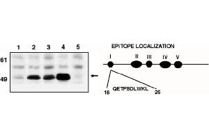 Western Blotting (WB) image for anti-Tumor Protein P53 (TP53) (AA 16-25) antibody (ABIN264401) (p53 antibody  (AA 16-25))