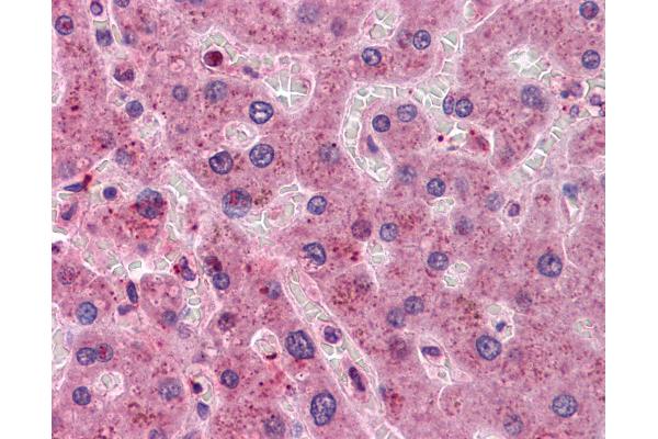 HYI antibody  (AA 1-218)