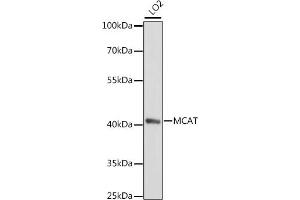 Western blot analysis of extracts of LO2 cells, using MCAT antibody (ABIN7268385) at 1:1000 dilution. (MCAT antibody  (AA 191-390))
