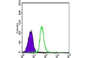 Flow cytometric analysis of Jurkat cells using CDH5 mouse mAb (green) and negative control (purple). (Cadherin 5 antibody  (AA 29-223))