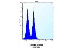 ICOS antibody flow cytometric analysis of Jurkat cells (right histogram) compared to a negative control (left histogram). (ICOS antibody  (AA 156-185))