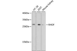 Western blot analysis of extracts of various cell lines, using RHOF antibody (ABIN6131013, ABIN6146940, ABIN6146941 and ABIN6220763) at 1:3000 dilution. (RhoF antibody  (AA 40-120))