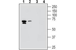 anti-Potassium Channel, Subfamily V, Member 1 (KCNV1) (AA 171-184), (Intracellular) antibody