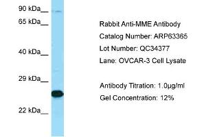 Western Blotting (WB) image for anti-Membrane Metallo-Endopeptidase (MME) (C-Term) antibody (ABIN971147) (MME antibody  (C-Term))