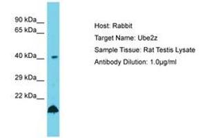 Image no. 1 for anti-Ubiquitin-Conjugating Enzyme E2Z (UBE2Z) (AA 208-257) antibody (ABIN6750494) (UBE2Z antibody  (AA 208-257))