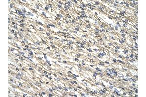 Immunohistochemistry (IHC) image for anti-2',3'-Cyclic Nucleotide 3' phosphodiesterase (CNP) (N-Term) antibody (ABIN2778175)