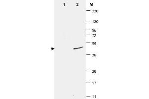 Western Blotting (WB) image for anti-Small Ubiquitin Related Modifier Protein 1 (SUMO1) antibody (ABIN400792) (SUMO1 antibody)