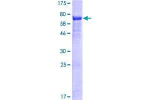 Arrestin Domain Containing 4 (ARRDC4) (AA 1-418) protein (GST tag)