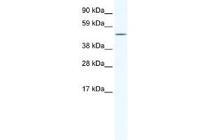 WB Suggested Anti-RELB Antibody Titration:  2. (RELB antibody  (N-Term))