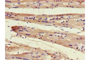 Immunohistochemistry of paraffin-embedded human heart tissue using ABIN7165502 at dilution of 1:100 (FAM43A antibody  (AA 1-200))
