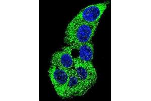 Immunofluorescence (IF) image for anti-Actin, gamma 1 (ACTG1) antibody (ABIN3002670) (Actin, gamma 1 antibody)