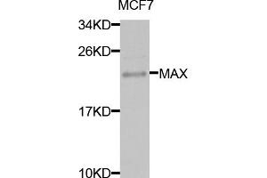 Western blot analysis of extracts of MCF-7 cells, using MAX antibody (ABIN5971184) at 1/1000 dilution. (MAX antibody)