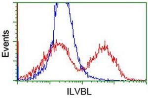 HEK293T cells transfected with either RC203987 overexpress plasmid (Red) or empty vector control plasmid (Blue) were immunostained by anti-ILVBL antibody (ABIN2454746), and then analyzed by flow cytometry. (ILVBL antibody)