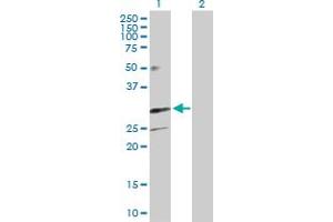 Western Blot analysis of TREM1 expression in transfected 293T cell line by TREM1 MaxPab polyclonal antibody. (TREM1 antibody  (AA 1-234))