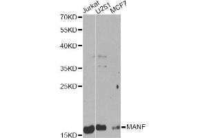 Western blot analysis of extracts of various cell lines, using MANF Antibody (ABIN6291535) at 1:1000 dilution. (MANF antibody)