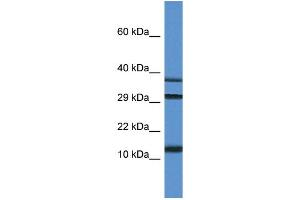 WB Suggested Anti-Ubl3 Antibody Titration: 1. (UBL3 antibody  (C-Term))