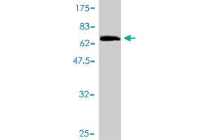 Western Blot detection against Immunogen (59. (AIDA antibody  (AA 1-306))