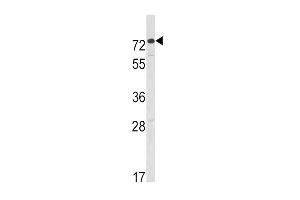 Western blot analysis of HR2 Antibody (C-term) (ABIN391175 and ABIN2841275) in CEM cell line lysates (35 μg/lane). (AMHR2 antibody  (C-Term))