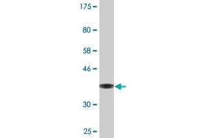 IFT122 antibody  (AA 1194-1291)