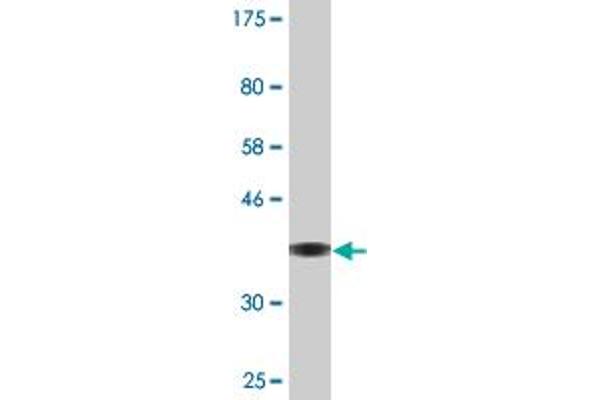 IFT122 antibody  (AA 1194-1291)