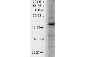 Western Blot analysis of Monkey COS transient cell lysate showing detection of Kir2. (KCNJ2 antibody  (AA 41-64) (PE))