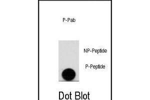 Dot blot analysis of anti-Phospho-LEO1-pS10 Antibody (ABIN389964 and ABIN2839762) on nitrocellulose membrane.