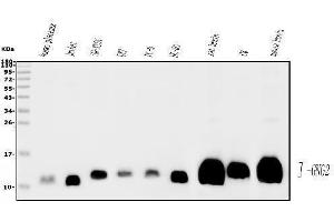 Western blot analysis of GNG2 using anti-GNG2 antibody (ABIN7600505).