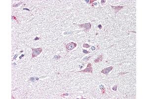 Anti-GOLGA6 antibody IHC of human brain, cortex. (GOLGA6A antibody  (AA 536-547))