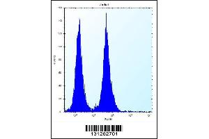 Flow cytometric analysis of Jurkat cells (right histogram) compared to a negative control cell (left histogram). (OR11L1 antibody  (C-Term))