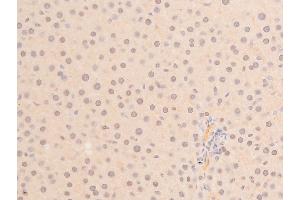 ABIN6267288 at 1/100 staining mouse liver tissue sections by IHC-P. (p53 antibody  (pSer392))