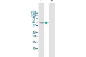 Western Blot analysis of RRAGB expression in transfected 293T cell line by RRAGB MaxPab polyclonal antibody. (RRAGB antibody  (AA 1-374))