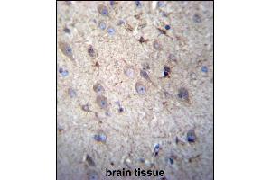 GSTM5 Antibody (N-term) (ABIN656656 and ABIN2845897) immunohistochemistry analysis in formalin fixed and paraffin embedded human brain tissue followed by peroxidase conjugation of the secondary antibody and DAB staining. (GSTM5 antibody  (N-Term))