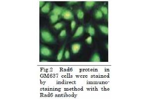 Immunofluorescence (IF) image for anti-Rad6 (full length) antibody (ABIN2452101) (Rad6 (full length) antibody)