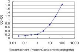 Detection limit for recombinant GST tagged CCNK is approximately 0. (Cyclin K antibody  (AA 1-354))