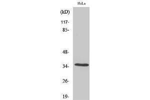 Western Blotting (WB) image for anti-Olfactory Receptor, Family 5, Subfamily F, Member 1 (OR5F1) (C-Term) antibody (ABIN3186154) (OR5F1 antibody  (C-Term))
