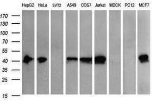 Image no. 2 for anti-THUMP Domain Containing 1 (THUMPD1) antibody (ABIN1501384) (THUMPD1 antibody)