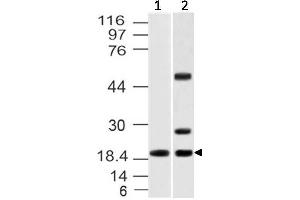Image no. 1 for anti-Interleukin 37 (IL37) antibody (ABIN5027737)