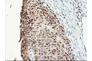 Image no. 11 for anti-NIF3 NGG1 Interacting Factor 3-Like 1 (NIF3L1) antibody (ABIN1496615) (NIF3L1 antibody)