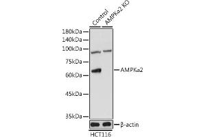 Western blot analysis of extracts from normal (control) and AMPKα2 Rabbit pAb knockout (KO) HCT116 cells, using AMPKα2 Rabbit pAb antibody (ABIN6129904, ABIN6146171, ABIN6146173 and ABIN6223184) at 1:1000 dilution. (PRKAA2 antibody  (AA 343-552))