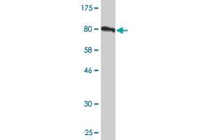 Western Blot detection against Immunogen (81. (TOE1 antibody  (AA 1-510))