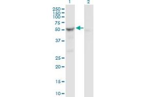 Western Blot analysis of SHMT2 expression in transfected 293T cell line by SHMT2 MaxPab polyclonal antibody.