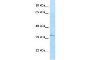 Image no. 1 for anti-TIP41-like protein (TIPRL) (AA 57-106) antibody (ABIN6747644) (TIPRL antibody  (AA 57-106))