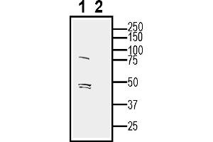 Western blot analysis of rat eye lysate:1.
