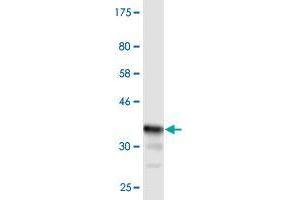 Western Blot detection against Immunogen (36. (CHST3 antibody  (AA 312-411))