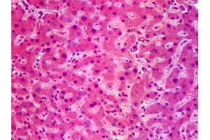 Anti-SIK1 / SNF1LK antibody IHC of human liver. (SIK1 antibody  (AA 1-101))
