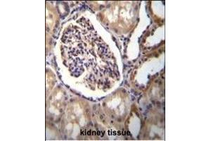 AKR1C3 Antibody (Center) (ABIN655603 and ABIN2845087) immunohistochemistry analysis in formalin fixed and paraffin embedded human kidney tissue followed by peroxidase conjugation of the secondary antibody and DAB staining. (AKR1C3 antibody  (AA 107-135))