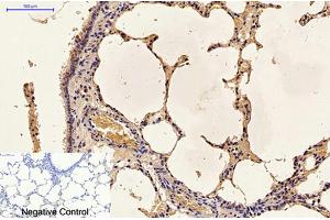 Immunohistochemical analysis of paraffin-embedded rat lung tissue. (Caspase 9 antibody)