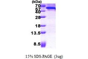 SDS-PAGE (SDS) image for Cell Division Cycle 123 Homolog (CDC123) (AA 1-336) protein (His tag) (ABIN5852974)